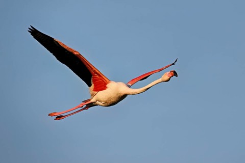 Pink flamingo (Phoenicopterus roseus), in flight, Camargue Regional Nature Park, southern France,