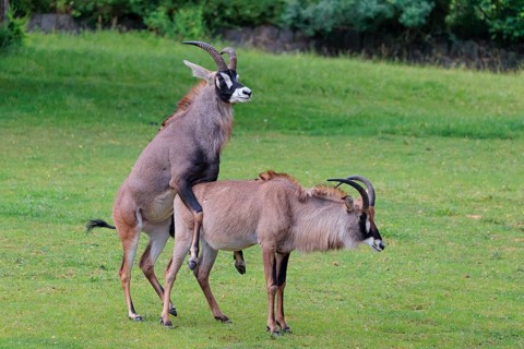 A male is mating with a female roan antelope (Hippotragus equinus) in a green meadow. South Africa