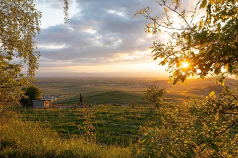 Sunset over vineyards at Mondhalde near Bischoffingen. View towards the Rhine Valley and Vosges