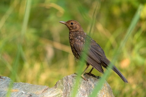 Blackbird, turdus merula, birds, adolescent, juvenile, passeri, songbirds, songbirds, birds