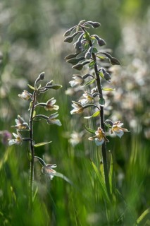 Marsh Helleborine (Epipactis palustris), Emsland, Lower Saxony, Germany