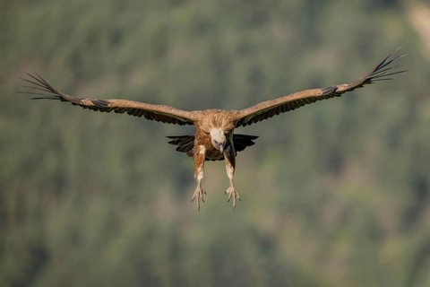 Griffon vulture (Gyps fulvus), approaching, Pyrenees, Spain