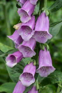 Foxglove (Digitalis purpurea), Emsland, Lower Saxony, Germany