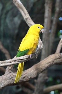 A yellow and green parrot perched on a branch in a natural setting, the golden parakeet (Guaruba