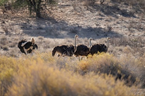 Group of common ostriches (Struthio camelus), Kgalagadi Transfrontier National Park, Northern Cape,