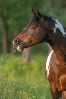 A brown horse with a white spot is standing in a field on a sunny day. He eats grass as he looks