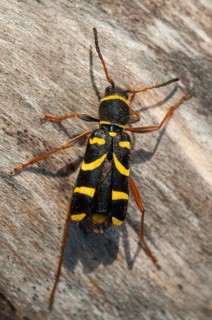 Clytus arietis, common ram ram, ram ram, beetle, longhorn, coleoptera, insects, insects, beetles,