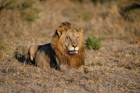 Male lion (Panthera leo) in the southern part of the Okavango Delta near Atzaró Camp, North-West