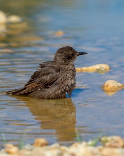 Star, Starling, Sturnus Vulgaris, Bath, Bird Bath, Birds, Adolescent, Juvenile, Passeri, Songbirds,