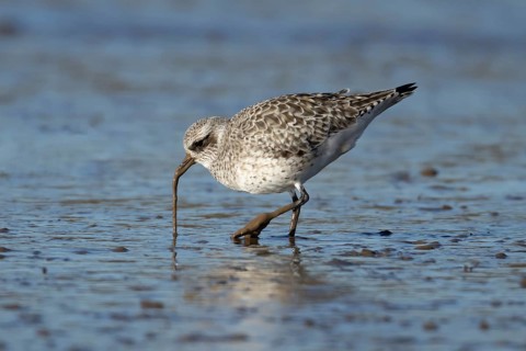 Grey plover (Pluvialis squatarola) adult wading bird in winter plumage pulling a lungworm for food