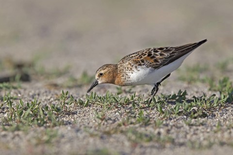 Red-necked Stint (Calidris ruficollis) foraging, Dornod Province, Mongolia