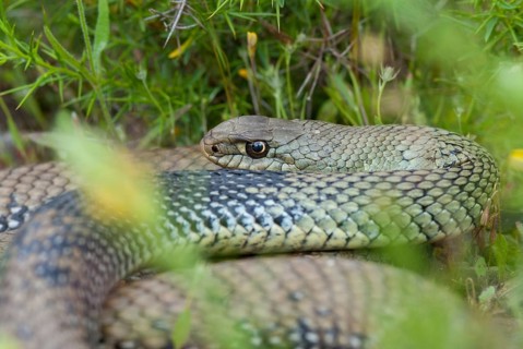 Lizard snake, European lizard snake, Malpolon monspessulanus, Montpellier snake, critters,