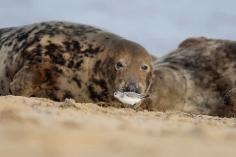 Atlantic grey seal (Halichoerus grypus) adult animal on a beach watching a Sanderling wader bird on