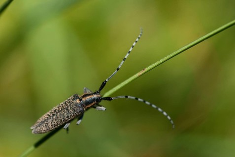 Agapanthia villosoviridescens, golden-bloomed grey longhorn beetle, cockhorn thistle, beetle,