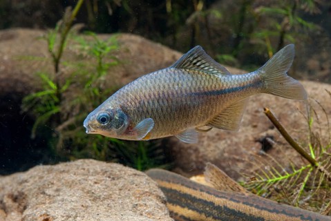 Bitterling, Rhodeus Amarus, Rhodeus Sericeus Amarus, Pisces, Fishes, Leo, Pisces