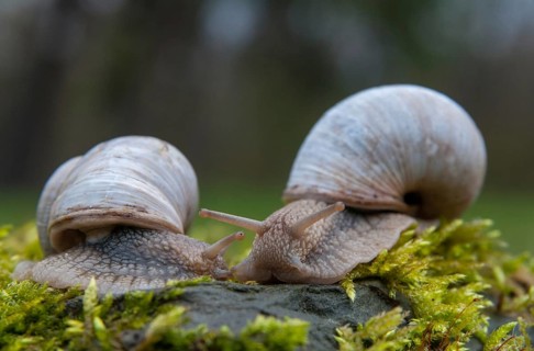 Burgundy snail, helix pomatia, roman snail, gastropod, mollusca, molluscs, snails, snails, molluscs