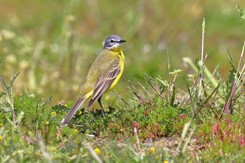 Yellow Wagtail (Motacilla flava) in a meadow, Dümmer, Lake Dümmer, Ochsenmoor, Hüde, Lower Saxony,