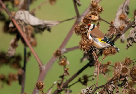 Carduelis carduelis, goldfinch, goldfinch, goldfinch, birds, passeri, songbirds, birds