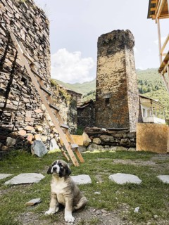 Ushguli Georgia Caucasian Shepherd puppy sitting ancient Svan towers stone village UNESCO heritage
