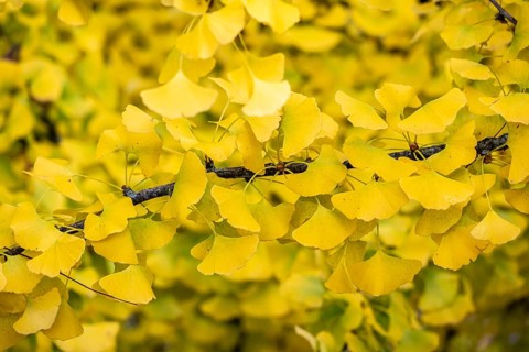 Ginko tree, autumn colors, leaves in autumn, Mirabell Garden, Salzburg, Salzburg state, Austria