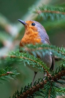 Erithacus rubecula, robin, robins, birds, high size, portrait format, passeri, songbirds, birds
