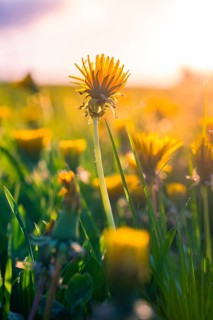 Single dandelion standing in a meadow in the golden light of sunset, Gechingen, Heckengäu region,