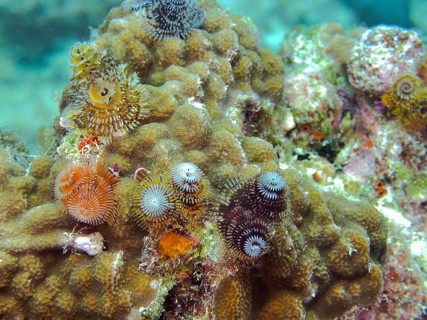 Colourful tube worms, including the Christmas tree worm (Spirobranchus giganteus), clinging to a