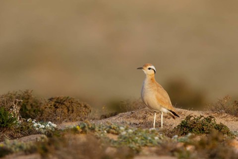 Cream-colored Courser (Cursorius cursor), Fuerteventura, Spain