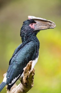 Trumpeter hornbill (Bycanistes bucinator) sitting on a branch