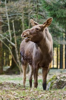 Elk (Alces alces) standing on a meadow on the edge of a forest, Bavaria, Germany