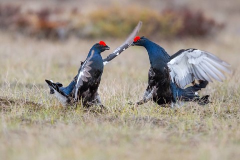Black grouse (Lyrurus tetrix), black grouse courtship in Sweden, Fågelsjö, Gävleborgs län, Sweden