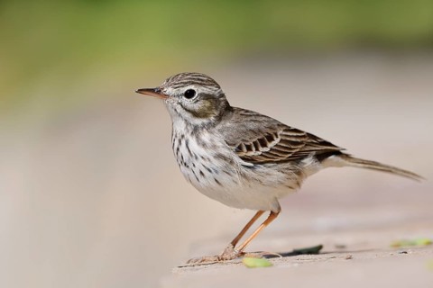 Canary Island Pipit (Anthus berthelotii), Fuerteventura, Canary Islands, Spain