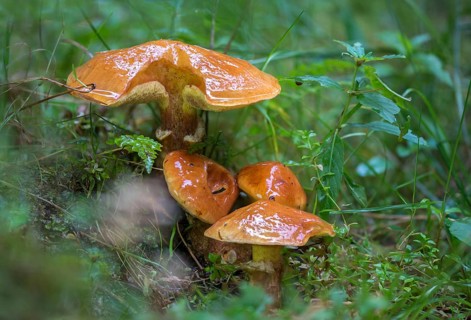 Yellow bolete, golden yellow larch bolete, goldcap, golden apprentice, Greville's bolete, beautiful