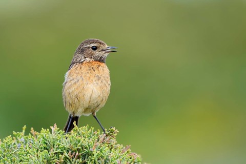 Stonechat (Saxicola rubicola), female, Algarve, Portugal