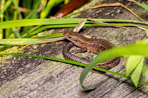 A lizard is resting on a piece of wood, surrounded by green grasses and plants, a forest lizard
