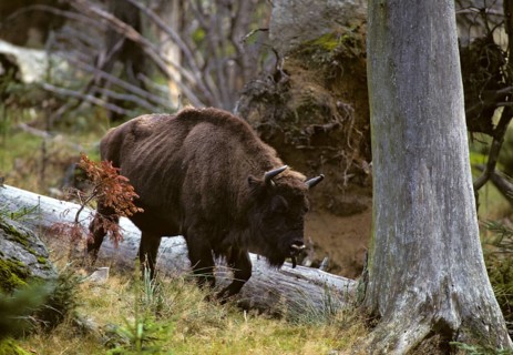 Artiodactyl, bison bonasus, European bison, even-toed ungulate, cloven-hoofed, bison, mammals,