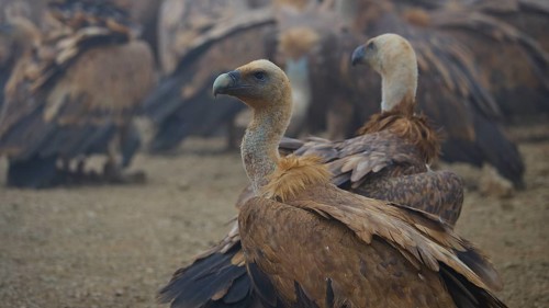 Close-up of a vulture, cloudy sky, focus on the face and plumage, griffon vulture (Gyps fulvus),