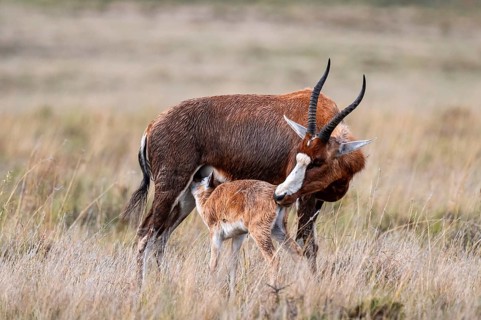 Blessbuck (Damaliscus pygargus phillipsi), female, adult with suckling young, Mountain Zebra