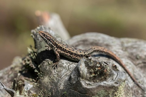 Mountain lizard, Lacerta vivipara, bog lizard, viviparous lizard, zootoca, common lizard, critters,
