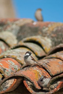 House sparrow, passeri, songbirds, extremadura, sparrow, birds, extremadura, high size, portrait,