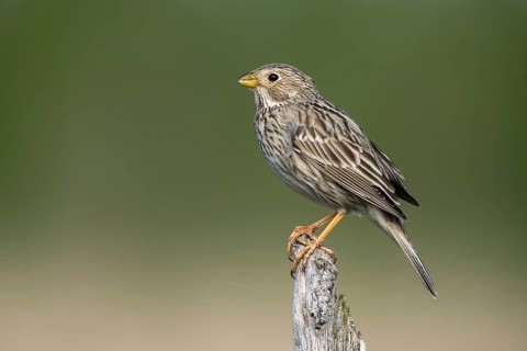 Brandenburg, Corn Bunting, Germany, Emberiza Calandra, Corn Bunting, Miliaria Calandra, Nabu, Nabu