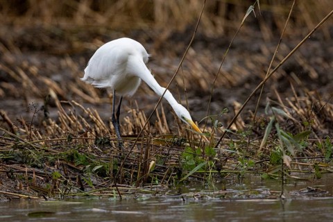 Great White Egret (Egretta alba) Germany