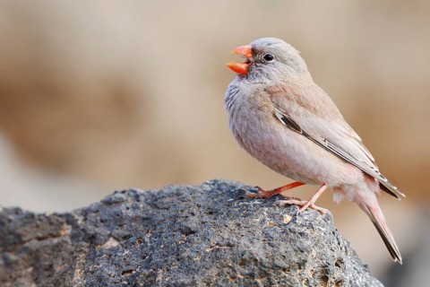 Desert bullfinch (Bucanetes githagineus), male sitting on a rock and calling, Fuerteventura, Canary