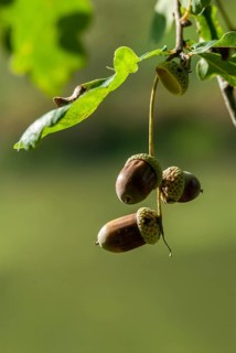 Beech plants, English oak, European oak, fagaceae, quercus robur, autumn, common oak, acorn, flora,