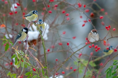 Blue tit, great tit, dog rose, great tit, parus caeruleus, parus major, rosa canina, rosaceae, rose