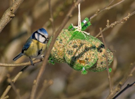 Blue tit, parus caeruleus, birds, garden, tit, passeri, songbirds, songbirds, tits, birds, winter