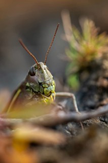 Acrididae, caelifera, grasshoppers, short-feeler scare, locustinae, mecostethus grossus,
