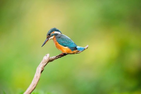Common kingfisher (Alcedo atthis) sitting on an old wooden branch in late summer, wildife, Bavaria,