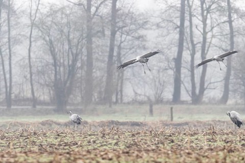 Cranes (Grus grus), flying, Fischerhuder Wümmeniederung, Lower Saxony, Germany