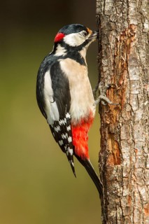 Great Spotted Woodpecker (Dendrocopos major), adult male on a tree, Castilla Leon, Spain